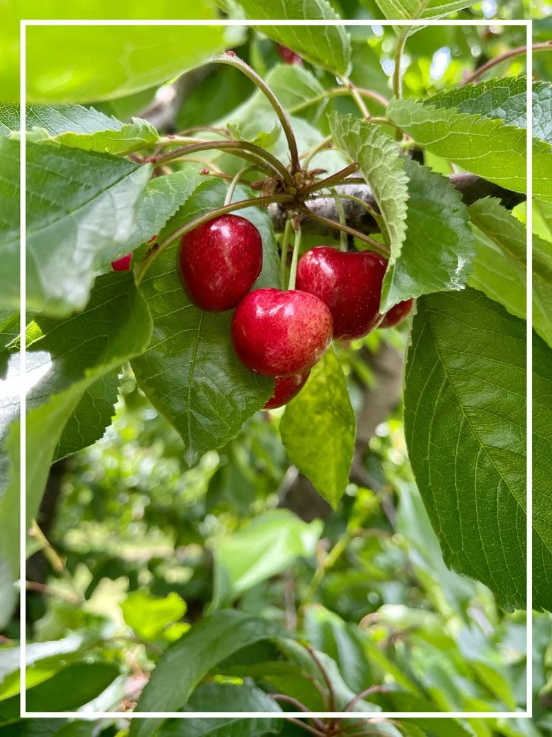 Columbia Gorge Cherry Harvest Forecast: Better late than never